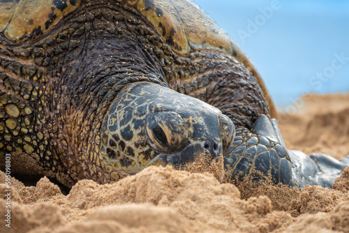 Closeup of a Hawaiian green sea turtle (Chelonia mydas) (honu) resting on the sands of Poipu beach, Kauai, Hawaii, USA photo