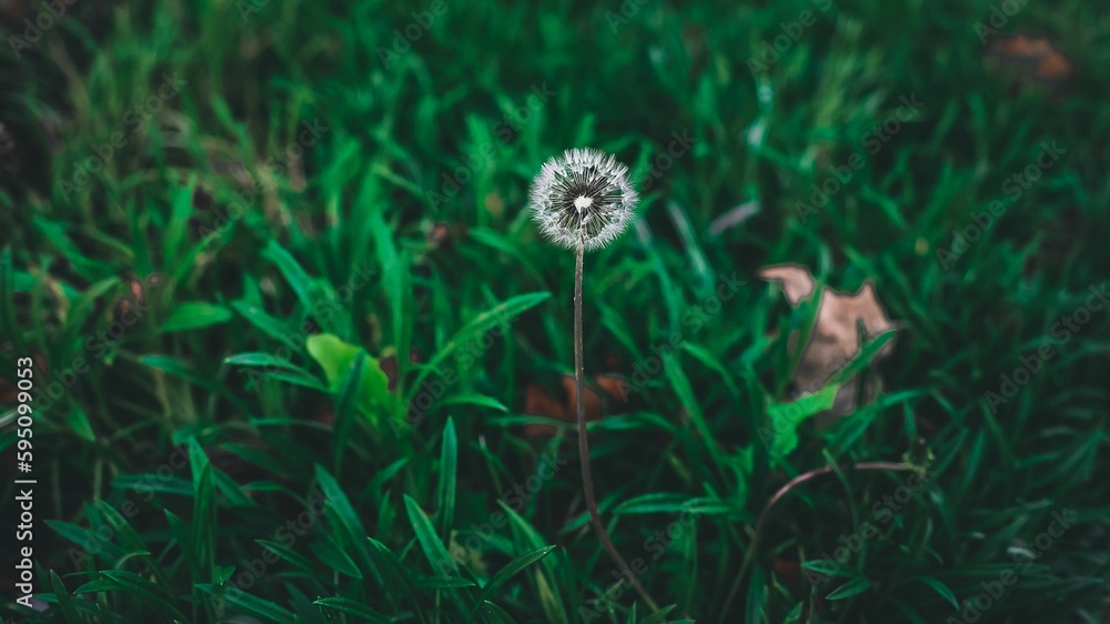 Dandelion flower blooming in a lush green field of grass outdoors Dandelion flower blooming in a lush green field of grass outdoors