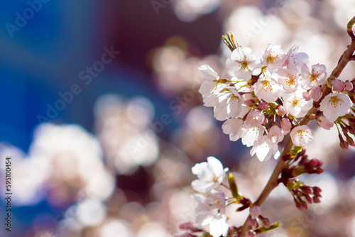 Beautiful  Spring White   Pink Blooms on a Tree Branch Blue Sky Background  Border  Baby Shower  Brunch  Garden Party  Birthday  Border  Background  Backdrop  Flier  Poster  Ad or Wallpaper