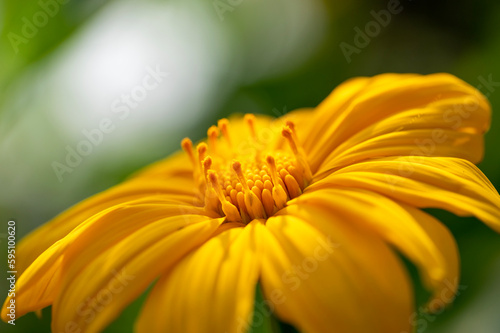 yellow flower closeup
