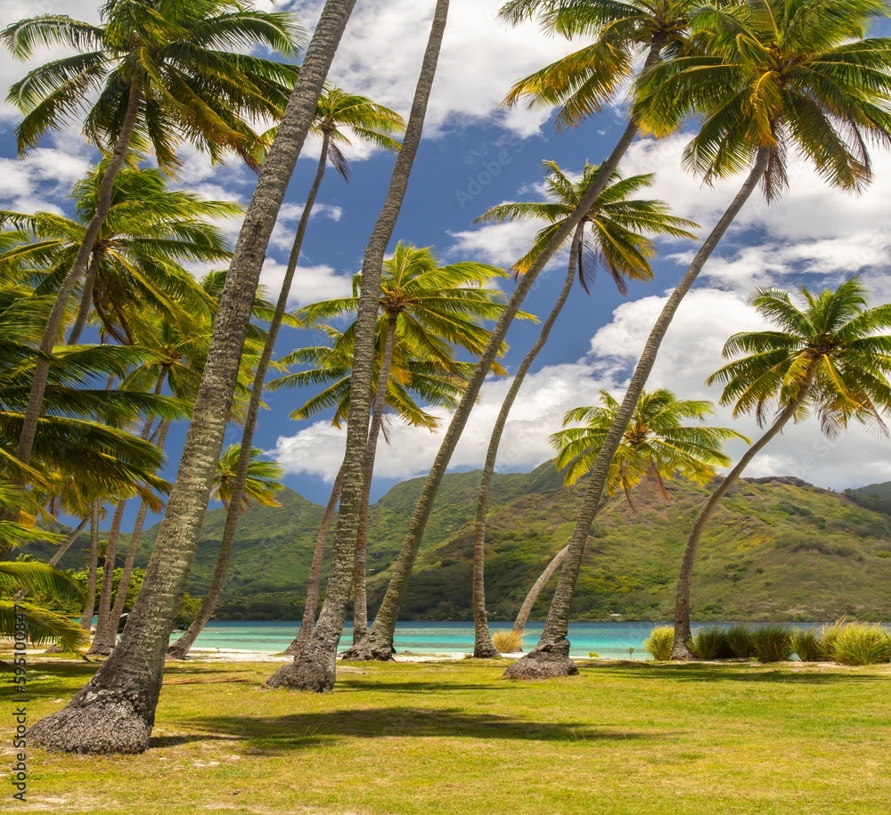 French Polynesia, Moorea. Landscape with mountain, palms and ocean shore.