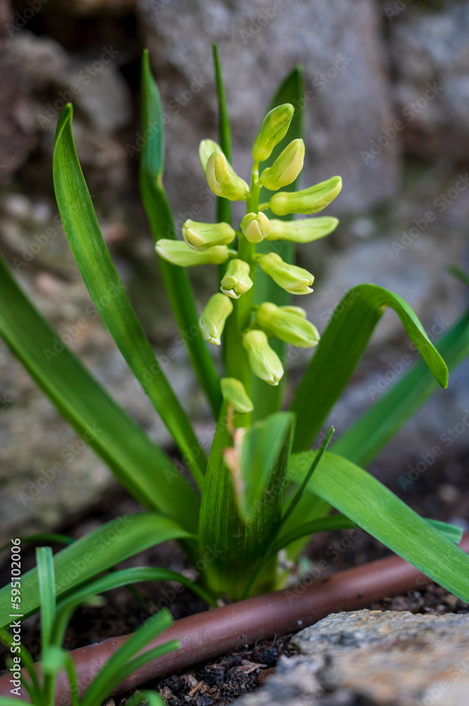 Green bud and leaves of the Muscari plant Green bud and leaves of the Muscari plant
