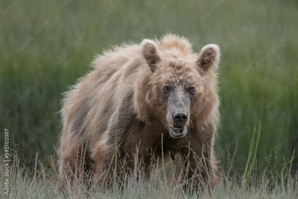Shaggy brown bear exploring a field.