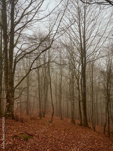 Bosque de hayas desnudas en la niebla photo