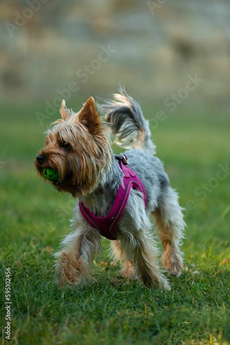 Cheerful-looking Yorkshire Terrier playing with a ball on the green lawn.