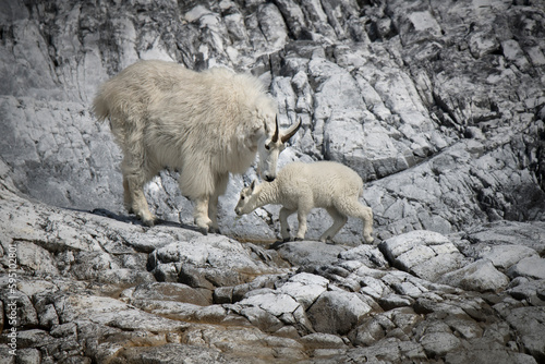 Mountain goat mom and kid.