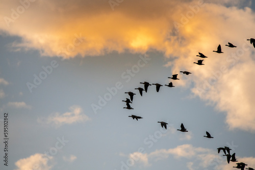 Brandt's geese come in for the night in the Sacramento Valley. photo