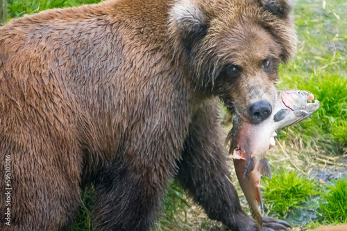 Alaska, Brooks Falls. Young grizzly holds a fish.