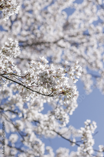 Weiße Zierkirschenblüten © Nika_Art