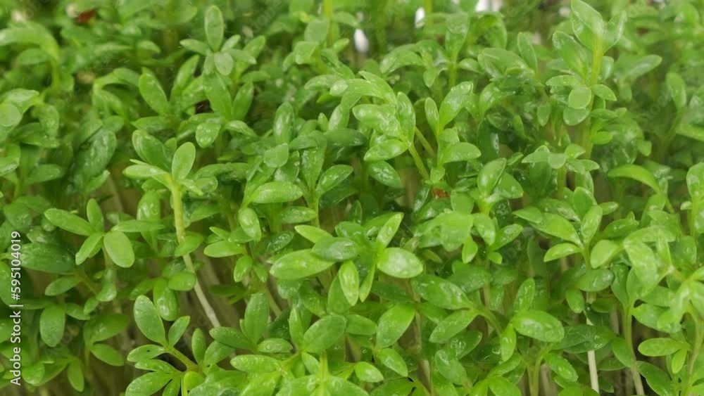 Watering microgreens garden cress seedling with small drops of water. Slow motion. Watering microgreens garden cress seedling with small drops of water. Slow motion.