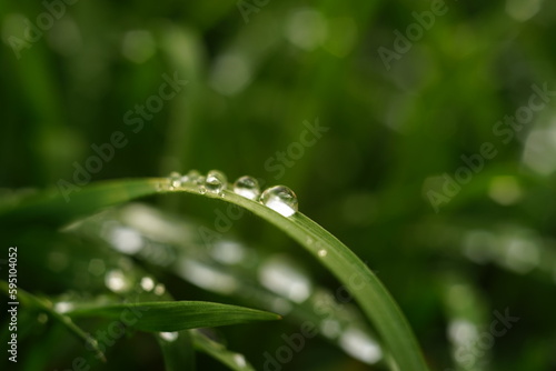 Fresh green grass with rain drops in spring garden