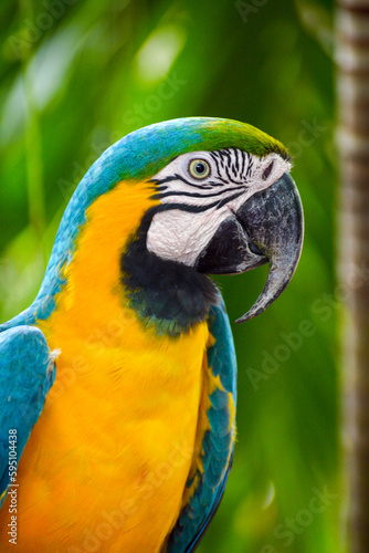 Found mostly in tropical and subtropical regions. Many parrots are vividly coloured, and some are multi-coloured.ability of some species to imitate human speech enhances their popularity as pets.