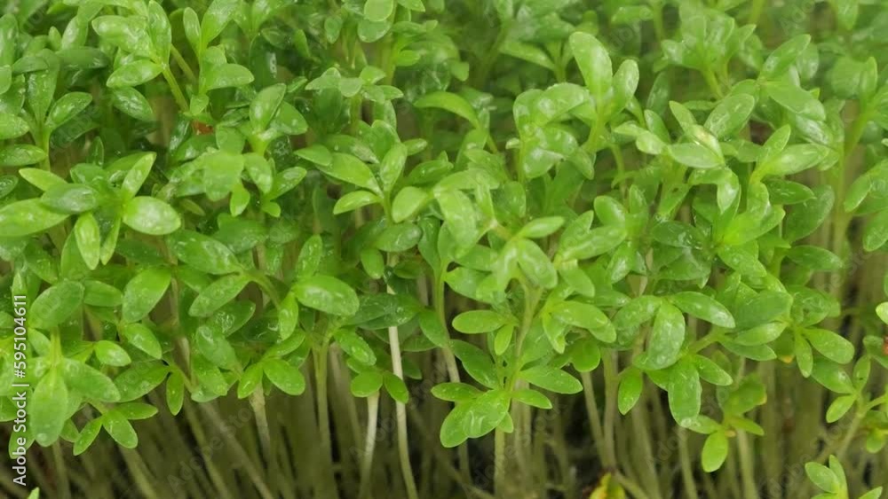 Watering microgreens garden cress seedling with small drops of water. Slow motion. Watering microgreens garden cress seedling with small drops of water. Slow motion.