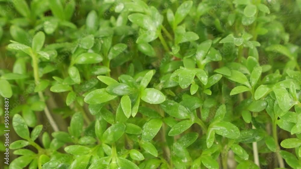 Watering microgreens garden cress seedling with small drops of water. Slow motion. Watering microgreens garden cress seedling with small drops of water. Slow motion.