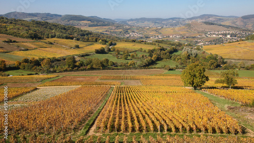 vignoble appellation Mâcon au pied de la roche de Solutré en bourgogne en automne photo