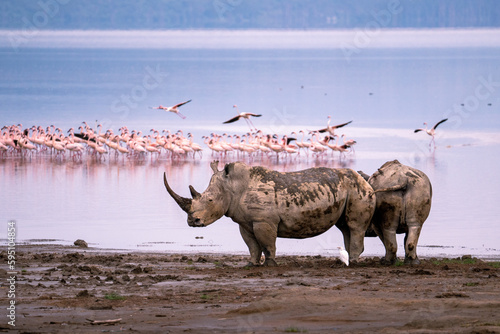 White rhinos in front of a lake full of flamingos, Lake Nakuru, Kenya.