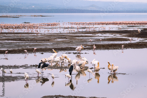 Carrion birds in a lake full of flamingos, Lake Nakuru, Kenya.