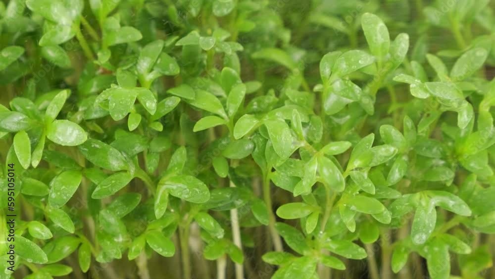 Watering microgreens garden cress seedling with small drops of water. Slow motion. Watering microgreens garden cress seedling with small drops of water. Slow motion.