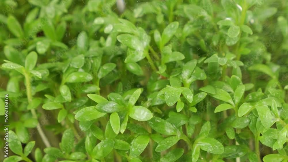 Watering microgreens garden cress seedling with small drops of water. Slow motion. Watering microgreens garden cress seedling with small drops of water. Slow motion.