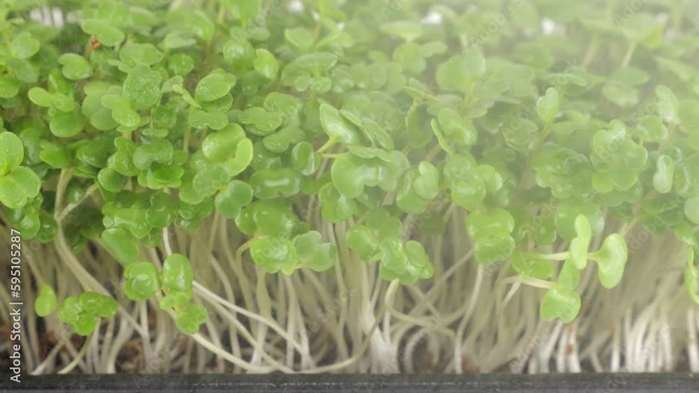 Watering microgreens arugula seedling with small drops of water. Slow motion. The microgreen in plastic trays. Watering microgreens arugula seedling with small drops of water. Slow motion. The microgreen in plastic trays.