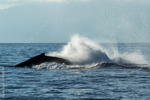 Humpback whale tail slapping © davidhoffmann.com