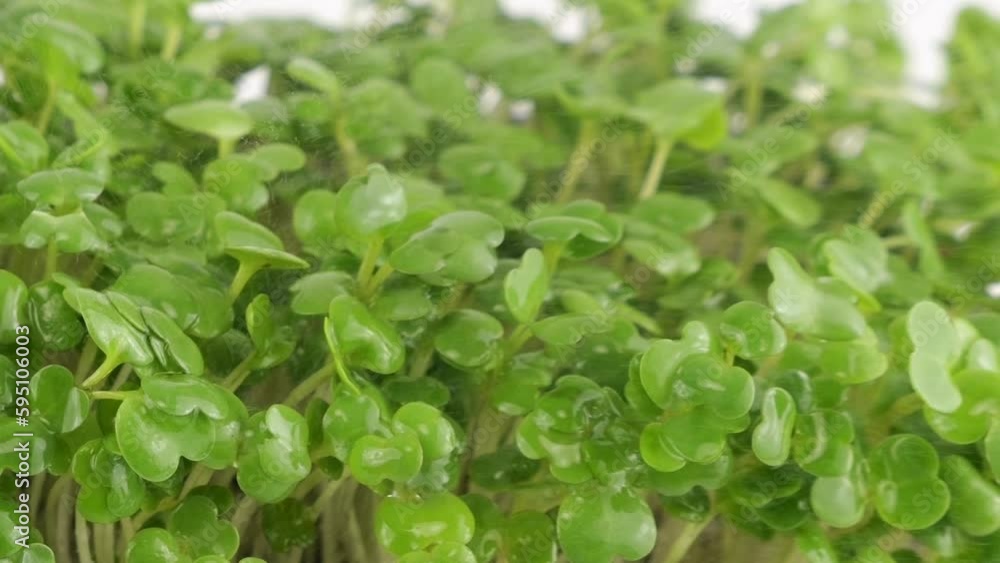Watering microgreens arugula seedling with small drops of water. Slow motion. Watering microgreens arugula seedling with small drops of water. Slow motion.