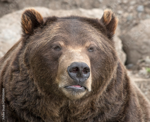 Closeup of brown bear at Fortress of the Bear, a rescue center in Sitka.