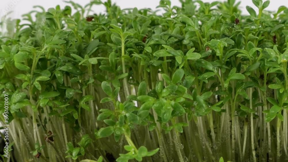 Watering microgreens garden cress seedling of water. Slow motion. The microgreen in plastic trays. Watering microgreens garden cress seedling of water. Slow motion. The microgreen in plastic trays.