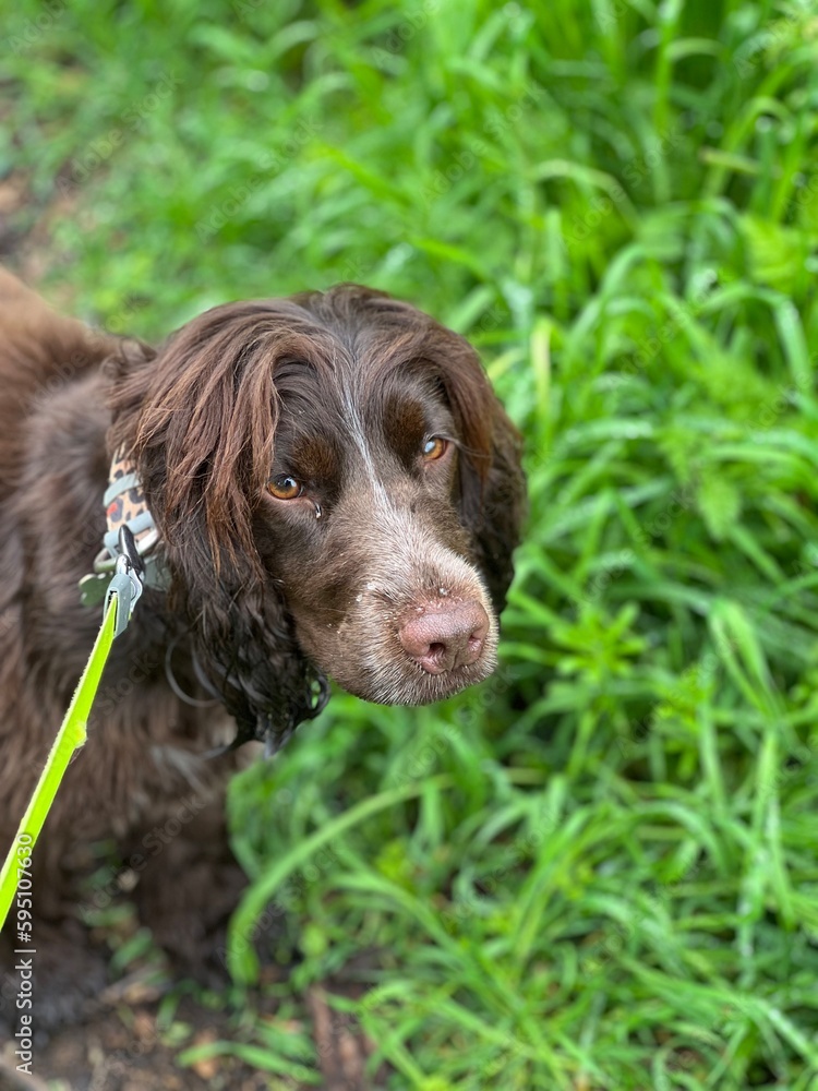 english cocker spaniel