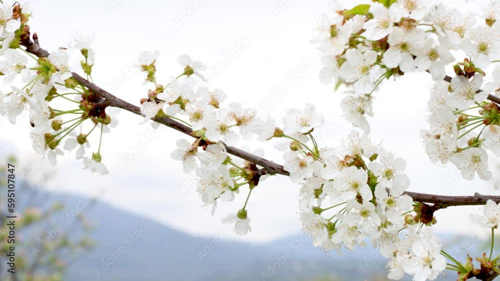 The beautiful white petals of a lush tree in full bloom gracefully glide with the breeze against an idyllic blue sky. Clear spring day. The beautiful white petals of a lush tree in full bloom gracefully glide with the breeze against an idyllic blue sky. Clear spring day.