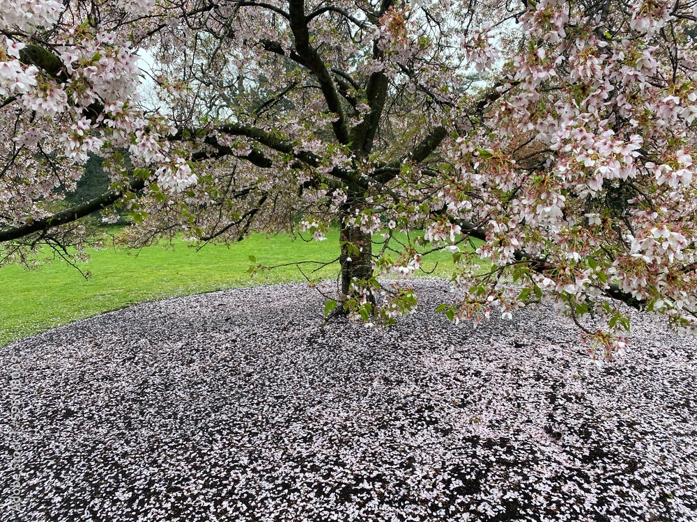 Fototapeta premium tree blossom