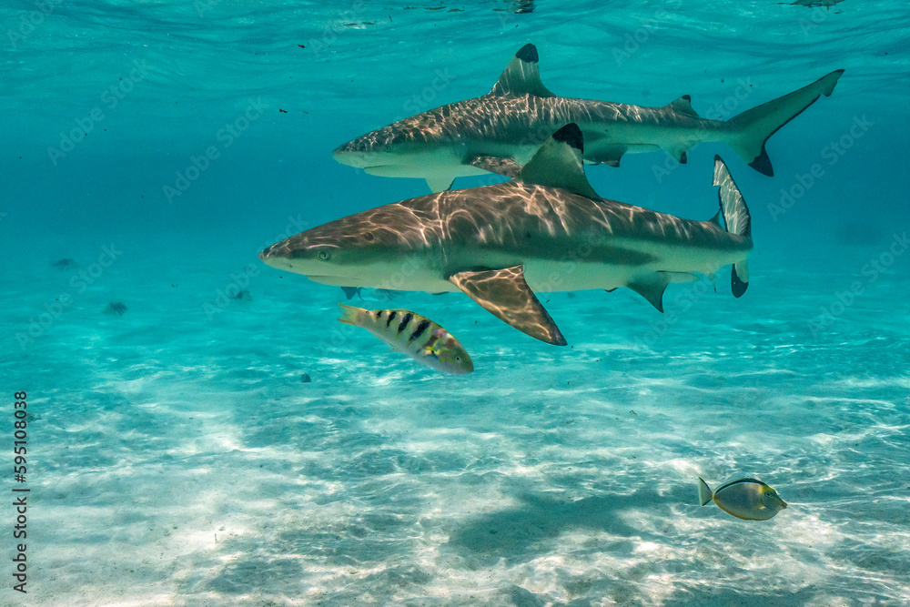 French Polynesia, Moorea. Black-tipped reef sharks. - obrazy, fototapety, plakaty 