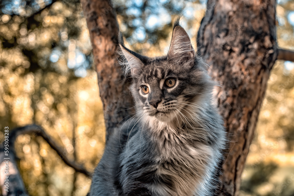 A very bright blue Maine Coon cat sitting on a tree... A very bright blue Maine Coon cat sitting on a tree...
