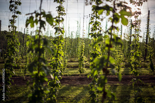 Hops growing at a hops farm