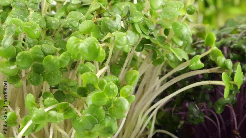 Watering microgreens of water. Cabbage purple seedling, mustard plant and helianthus. Slow motion. The microgreen in plastic trays. Watering microgreens of water. Cabbage purple seedling, mustard plant and helianthus. Slow motion. The microgreen in plastic trays.