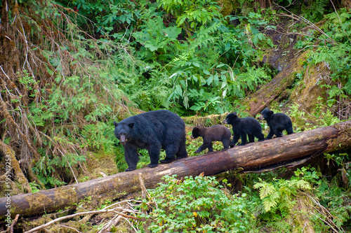 Black bear triplets follow mom at Anan Creek.