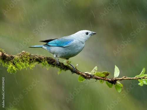 Blue-gray tanager on limb, Costa Rica, Central America