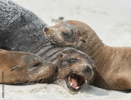 Galapagos sea lions snuggle and argue.