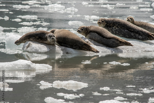Harbor seals resting on ice in John Hopkins Inlet  Glacier Bay.
