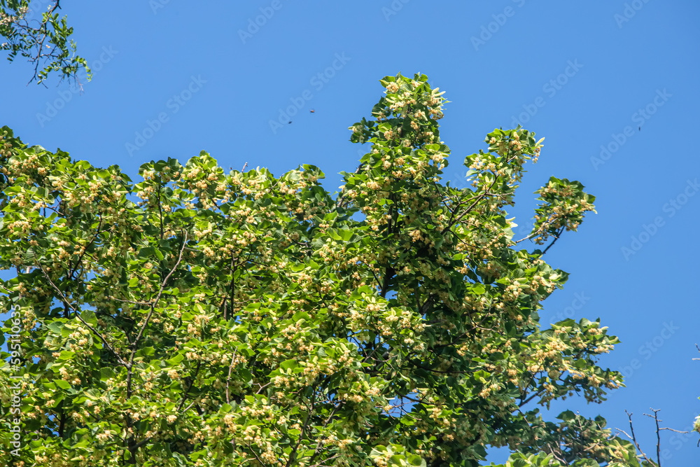 large lime tree against a beautiful sunset sky. lime tree provides natural remedy for variety of ailments. large lime tree against a beautiful sunset sky. lime tree provides natural remedy for variety of ailments.