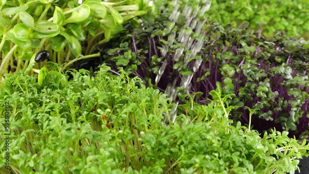 Watering microgreens of water. Cabbage purple seedling, arugula and helianthus. Slow motion. The microgreen in plastic trays. Watering microgreens of water. Cabbage purple seedling, arugula and helianthus. Slow motion. The microgreen in plastic trays.