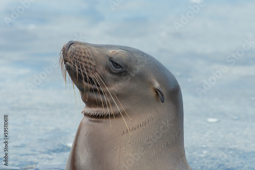 Sea lion relaxing in a tidal pool.
