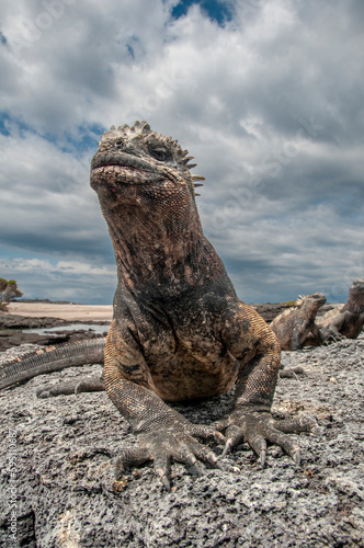 Ugly marine iguana on Fernandina Island was the model for the Godzilla movies. Wide angle view.