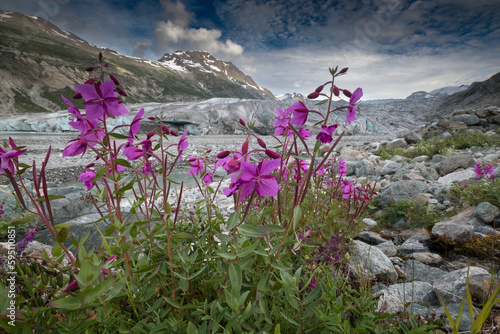 Beach beauty flowers thriving near the terminus of Reid Glacier, Glacier Bay. photo