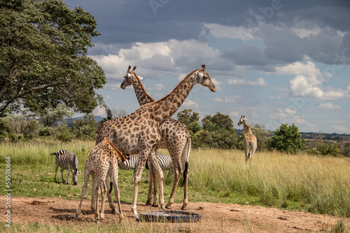Several wild animals (zebra and giraffe), gathering around water source in savannah in national preservation park Imire, in Zimbabwe, scenic landscape before sunset, touristic destination for safari