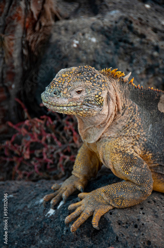 Yellow iguanas are found on six islands in the Galapagos. Color varies slightly by island.