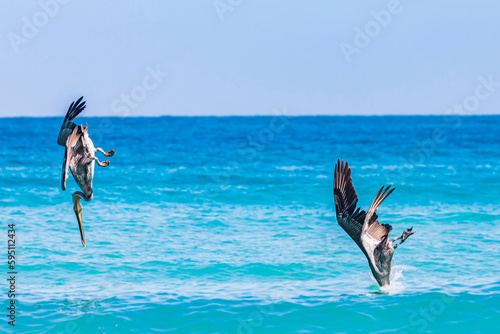 Playa El Tecolote, La Paz, Baja California Sur, Mexico. Brown pelicans diving for fish in the Sea of Cortez.
