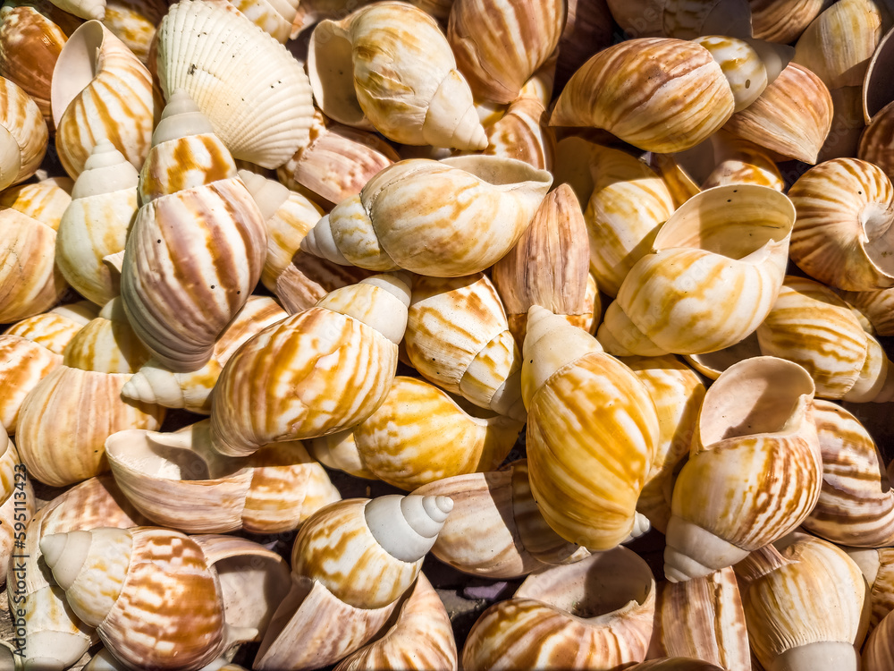 Top view of a Florida tropical seashell pile. Top view of a Florida tropical seashell pile.