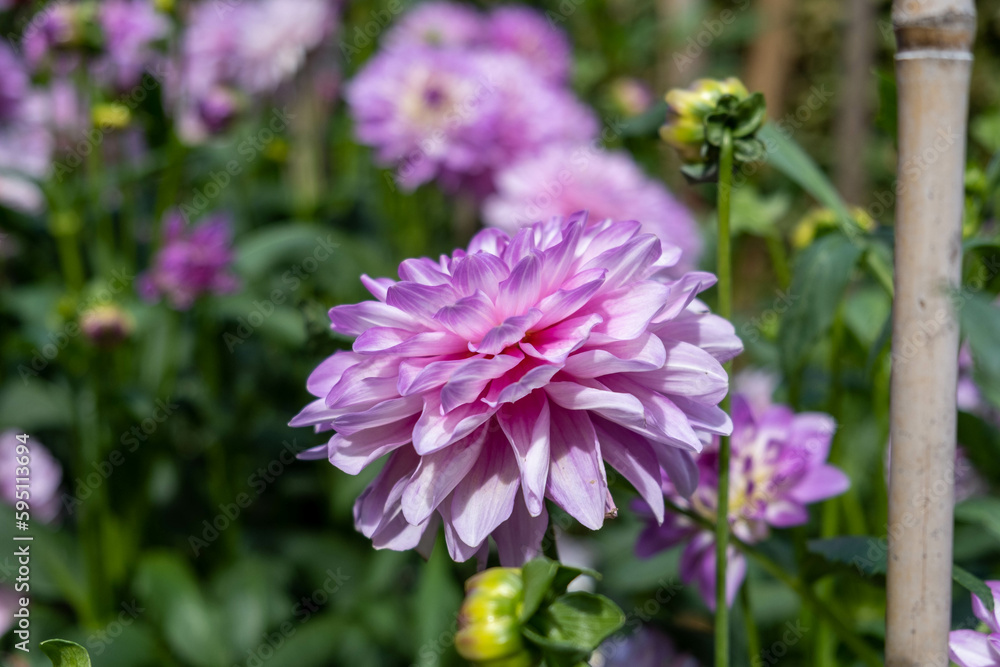 Stunning dahlia blooms Stunning dahlia blooms