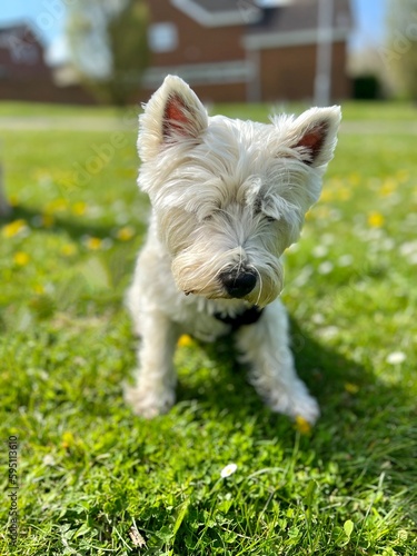 jack russell terrier